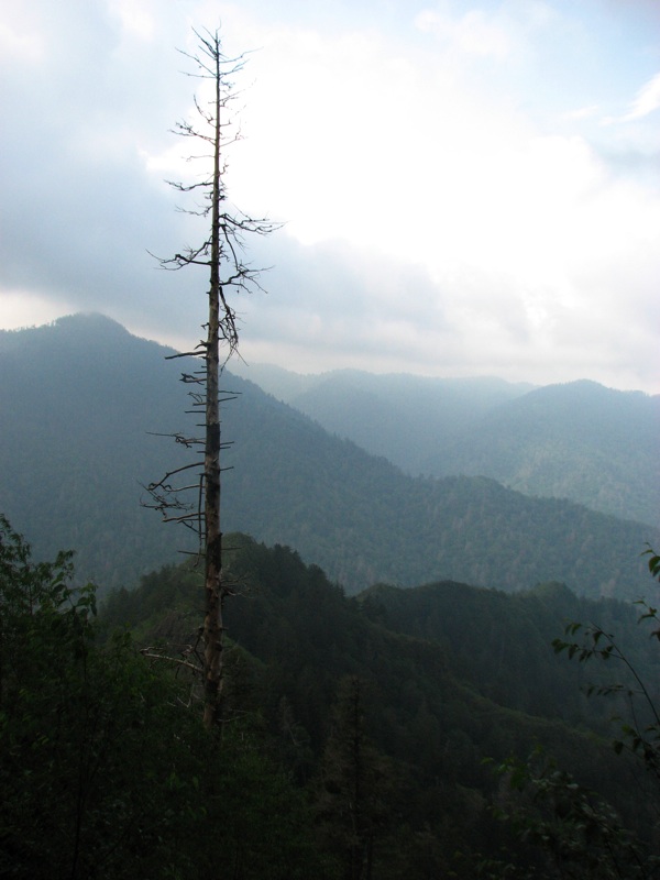 View From The Alum Cave Bluff Trail - 06