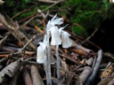 thumbnail of "Indian Pipe On Rainbow Falls Trail"