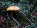 thumbnail of "Mushrooms Towards Cliff Top - 2"