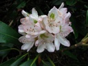 thumbnail of "Rhododendron Flowers"