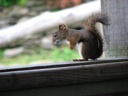 thumbnail of "Sneaky Squirrel - 1"