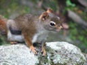 thumbnail of "Squirrel At Rainbow Falls - 1"