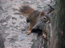 thumbnail of "Squirrel At Rainbow Falls - 2"