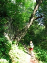 thumbnail of "Tree On The Rock"