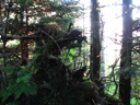 thumbnail of "Trees Along The Myrtle Point Trail - 1"