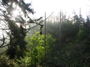 thumbnail of "Trees Along The Myrtle Point Trail - 3"