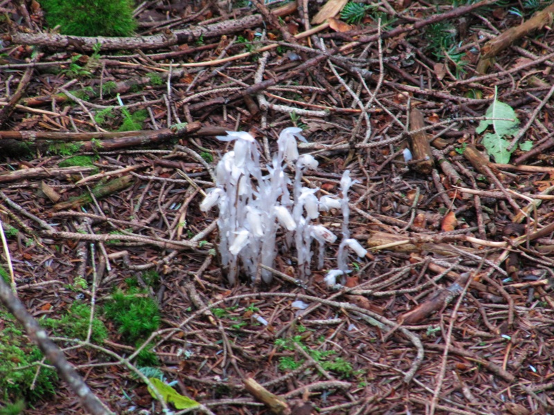 Indian Pipe Cluster