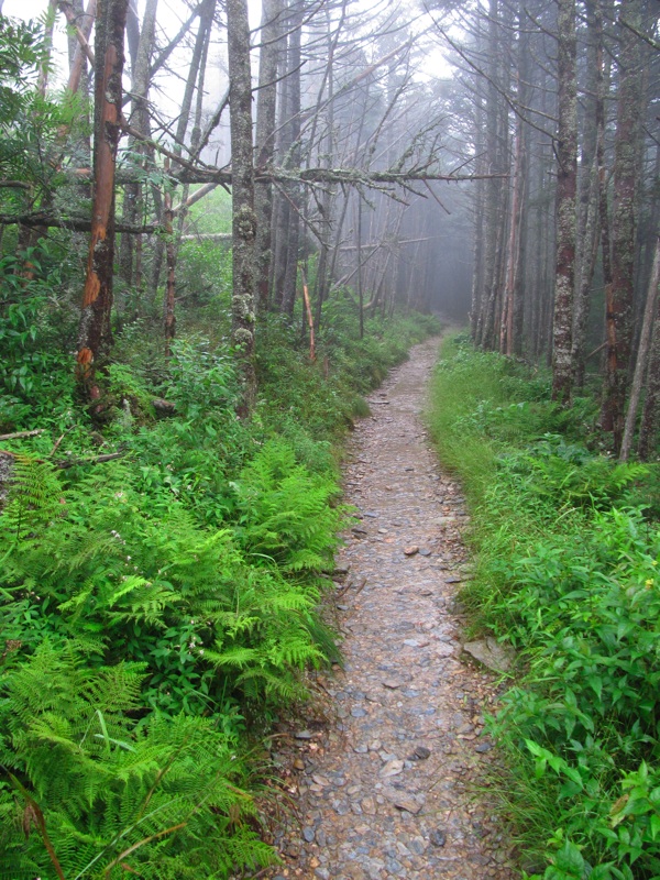 Misty Post-Breakfast Trail - 07