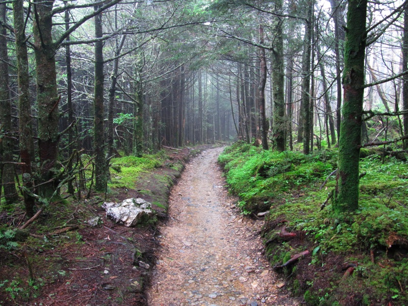 Misty Post-Breakfast Trail - 15