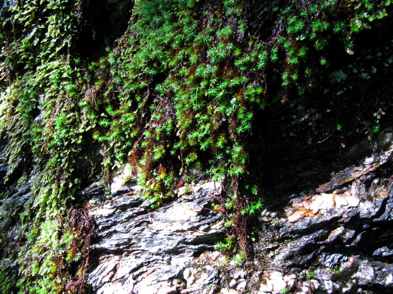 Moss Along The Alum Cave Bluff Trail