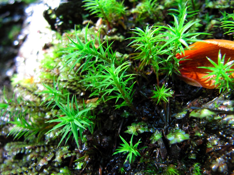 Moss Along The Alum Cave Bluff Trail - Close-Up