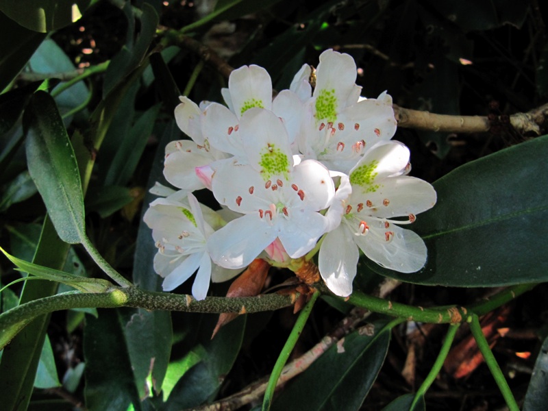 Rhododendrons