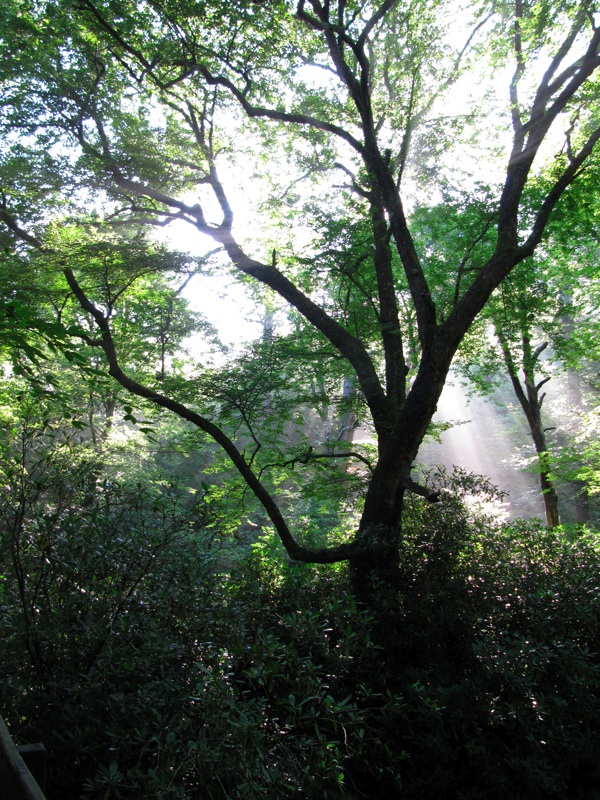 Sun Through The Trees