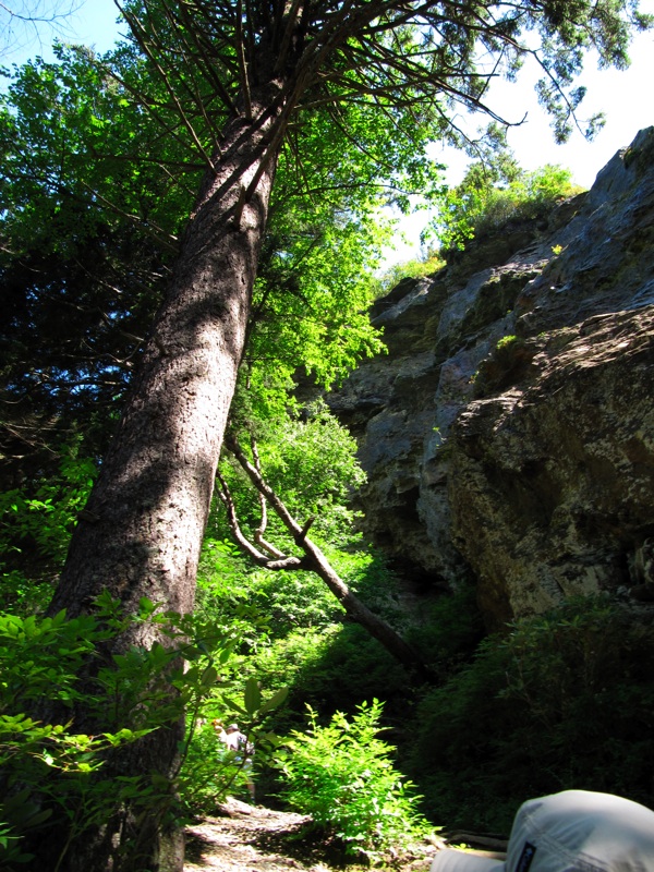 Tree Below Alum Cave Bluffs