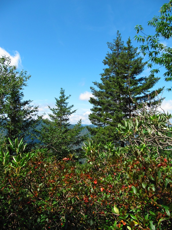 Trees Along The Alum Cave Bluffs Trail - 1