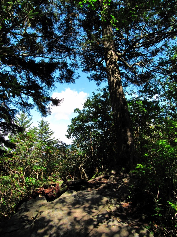 Trees Along The Alum Cave Bluffs Trail - 2