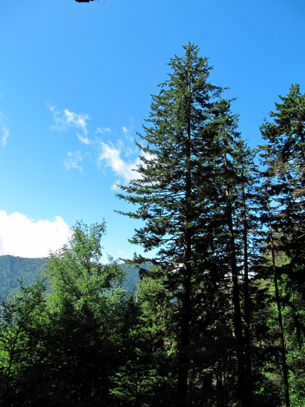 Trees Outside Of Alum Cave Bluffs