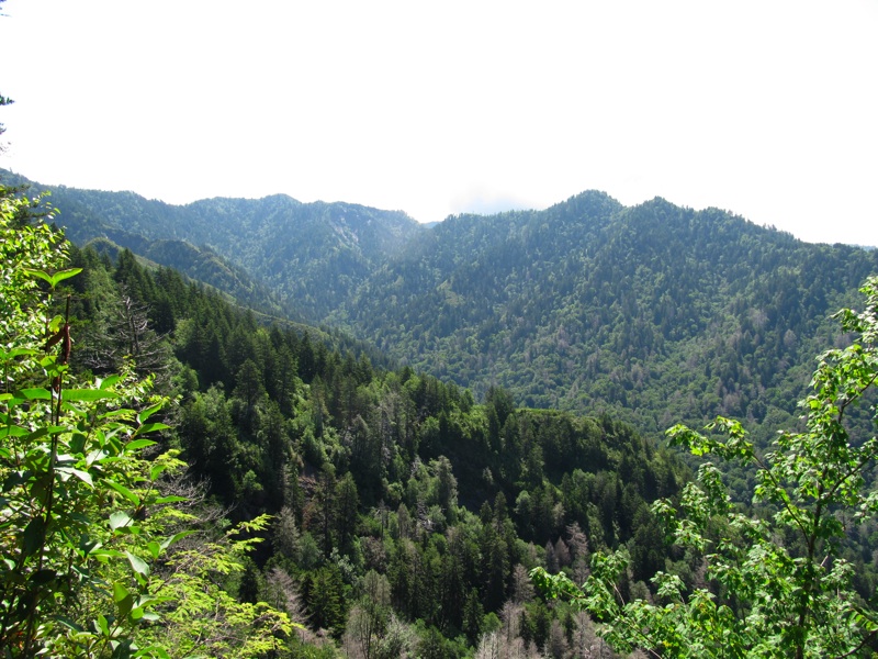 Trees & Mountains Along The Alum Cave Bluffs Trail - 01