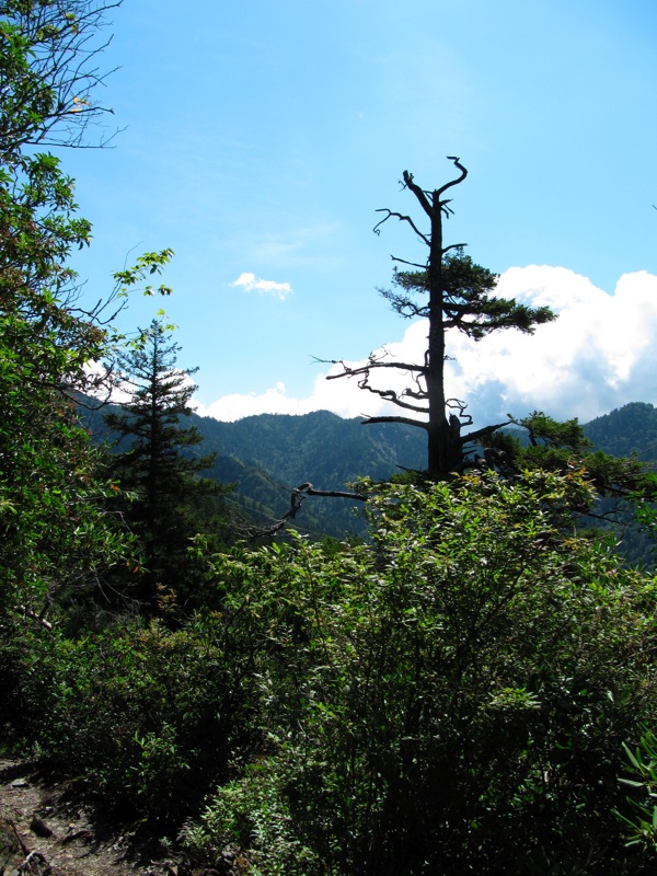 Trees & Mountains Along The Alum Cave Bluffs Trail - 02