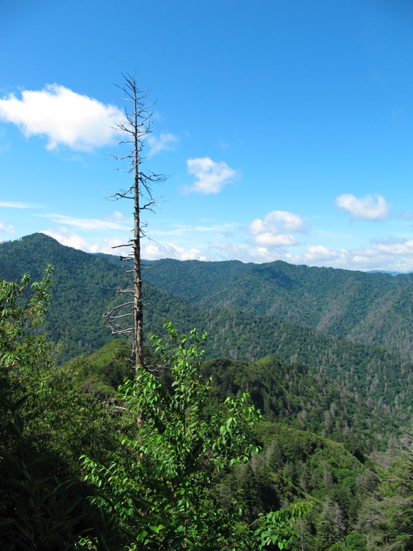 Trees & Mountains Along The Alum Cave Bluffs Trail - 04