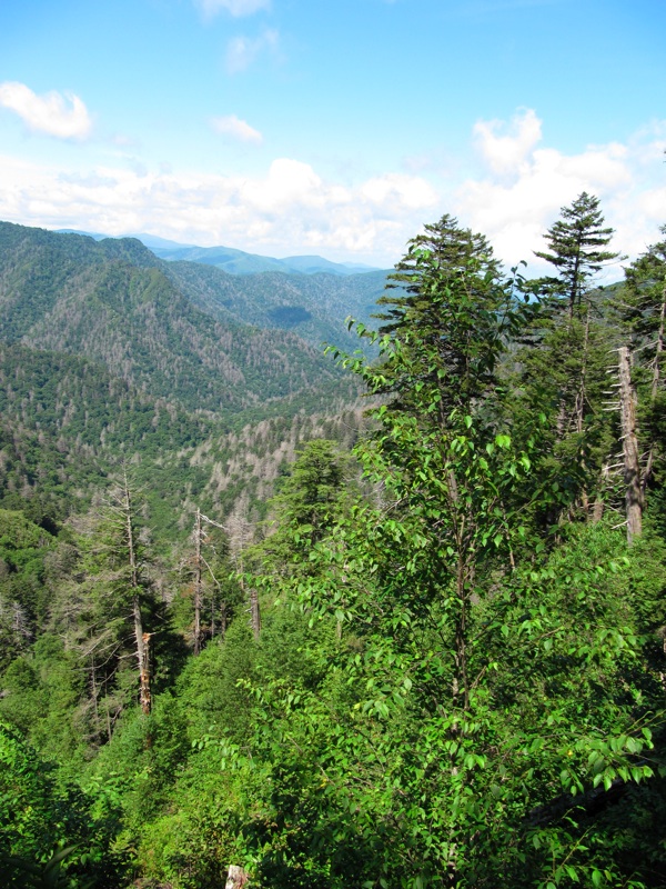 Trees & Mountains Along The Alum Cave Bluffs Trail - 06