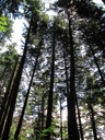 thumbnail of "Dark Trees Above"