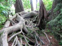 thumbnail of "Gnarly Roots"