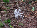 thumbnail of "Indian Pipe Cluster"