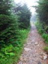 thumbnail of "Misty Post-Breakfast Trail - 03"
