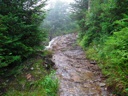 Thumbnail of Image- Misty Post-Breakfast Trail - 28