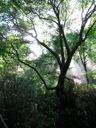 thumbnail of "Sun Through The Trees"