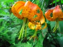thumbnail of "Tiger Lilies"