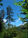 thumbnail of "Trees Along The Alum Cave Bluffs Trail - 3"