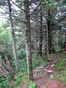 thumbnail of "Trees Towards Cliff Top"