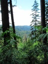 thumbnail of "Trees & Mountains Along The Alum Cave Bluffs Trail - 05"