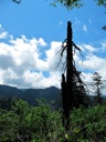 thumbnail of "Trees & Mountains Along The Alum Cave Bluffs Trail - 08"