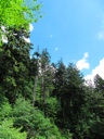 thumbnail of "Trees & Mountains Along The Alum Cave Bluffs Trail - 09"