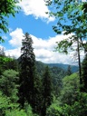 thumbnail of "Trees & Mountains Along The Alum Cave Bluffs Trail - 10"