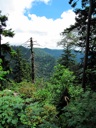 thumbnail of "Trees & Mountains Along The Alum Cave Bluffs Trail - 11"