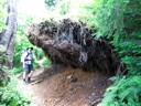 thumbnail of "Upended Trees"