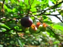thumbnail of "Wild Blueberries"