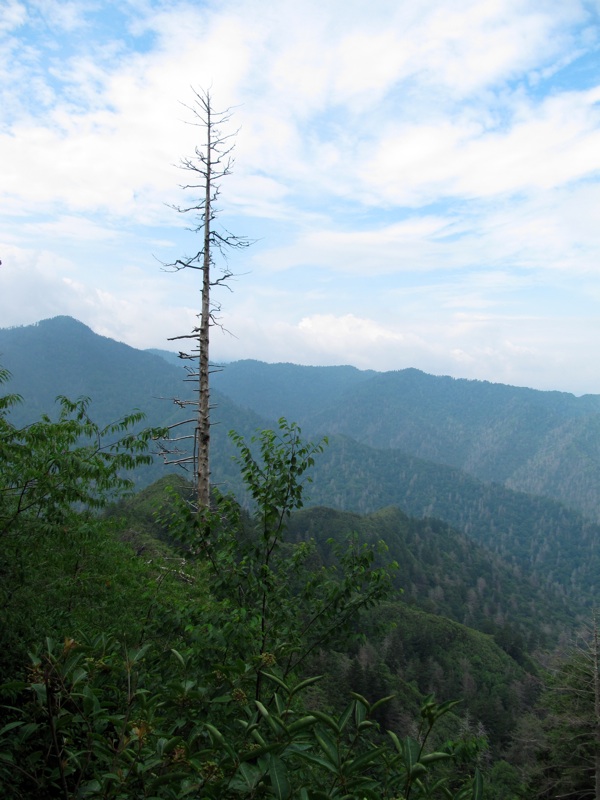 Blue Sky From The Alum Cave Trail