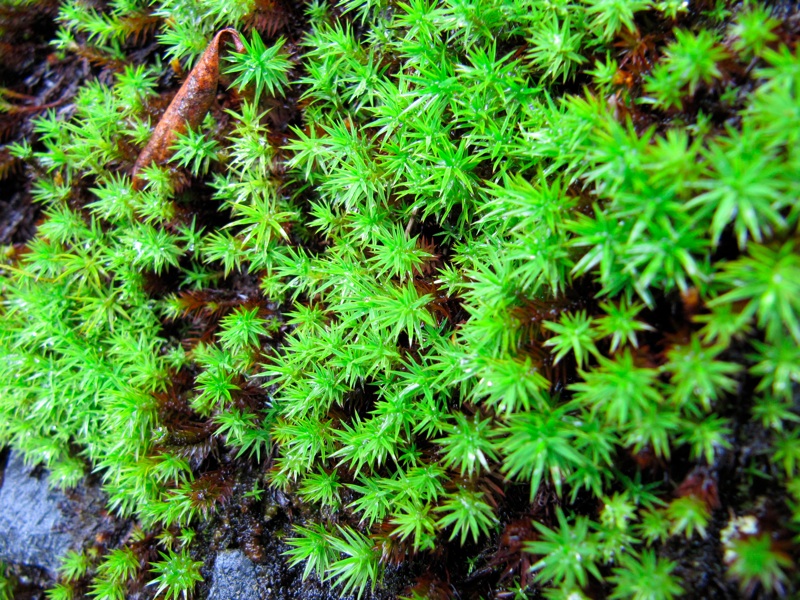 Close Up Moss