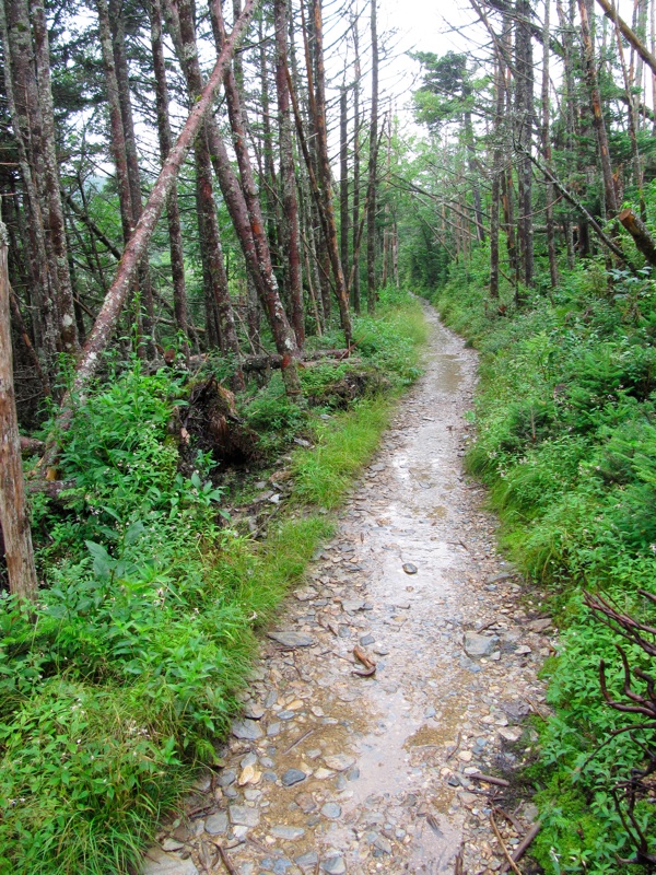 Foggy Alum Cave Trail - 33