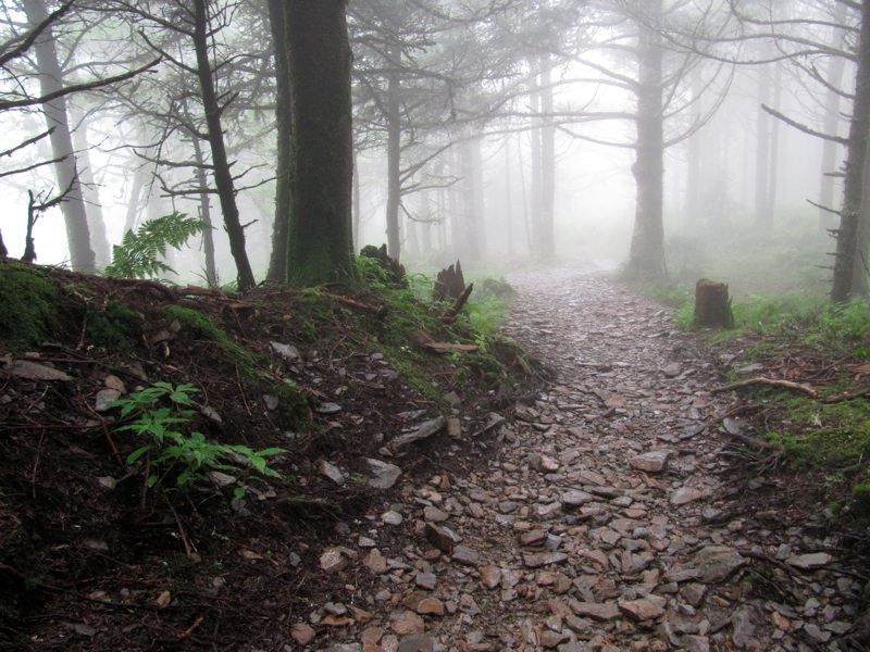 Foggy Trail Back From Myrtle Point - 3