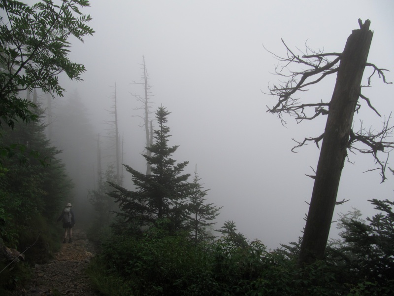 Foggy Trail & Trees