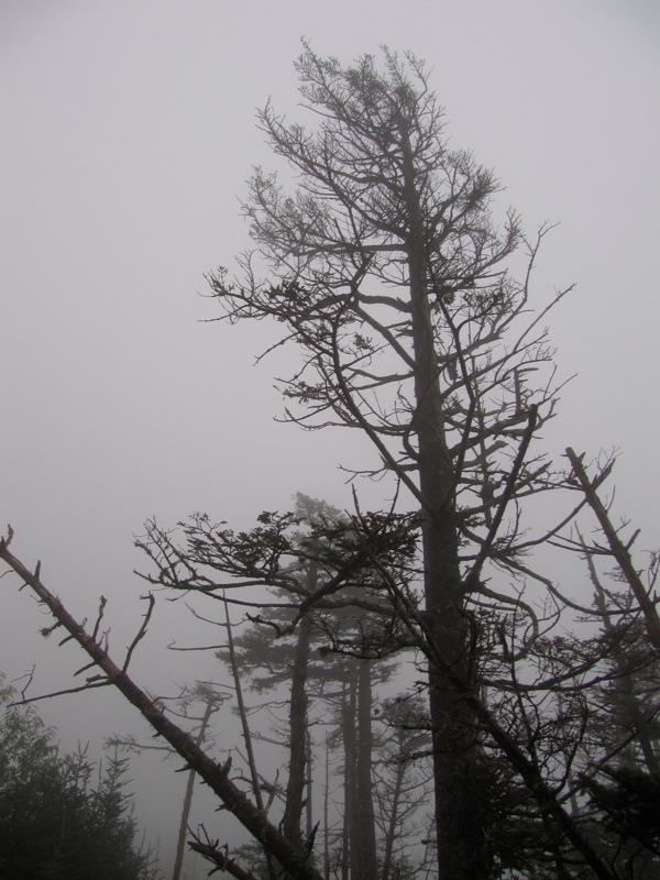 Foggy Trees Near Cliff Top