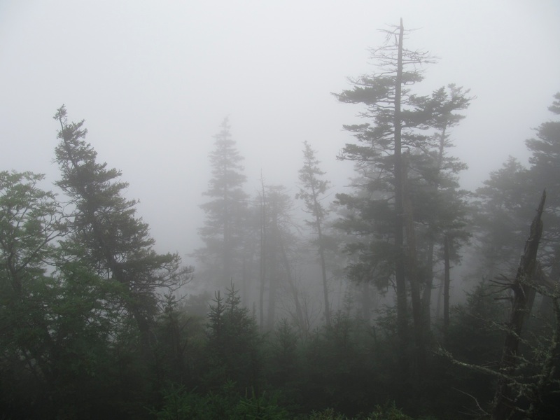 Foggy Trees Off The Alum Cave Trail - 1