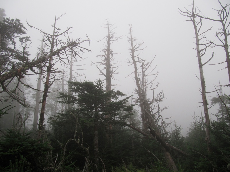 Foggy Trees - 1