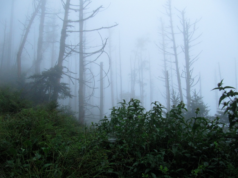 Foggy View From The Myrtle Point Trail